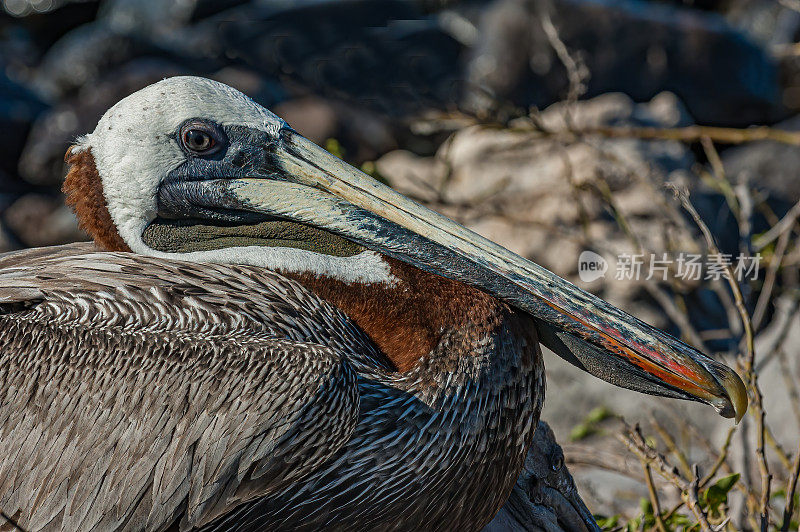 褐鹈鹕(Pelecanus occidentalis urinator)是鹈鹕科的一种鸟。厄瓜多尔圣达菲岛;加拉帕戈斯群岛国家公园。Pelecaniformes。